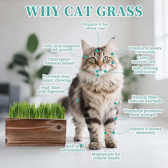 5-Pack Cat Grass Kit for Indoor Cats with Wood Planter, Grow Organic Non-GMO Wheat Grass in 4-7 Days, Aids Digestion & Hairball Control, Ideal Birthday Gift for Cat Lovers