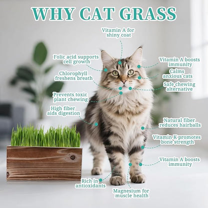 5-Pack Cat Grass Kit for Indoor Cats with Wood Planter, Grow Organic Non-GMO Wheat Grass in 4-7 Days, Aids Digestion & Hairball Control, Ideal Birthday Gift for Cat Lovers