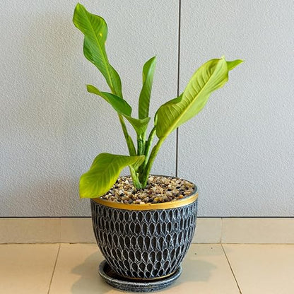 10LB Coarse Sand,Colored Rocks Pebbles, Quartz Sand for Cactus Bonsai, Succulent Plant Bonsai Paving, Vase Filling Decoration, Natural Sand for Fish Tank Decoration Paving(2-4mm)