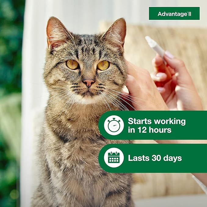 Advantage II Large Cat Vet-Recommended Flea Treatment & Prevention | Cats Over 9 lbs. | 2-Month Supply