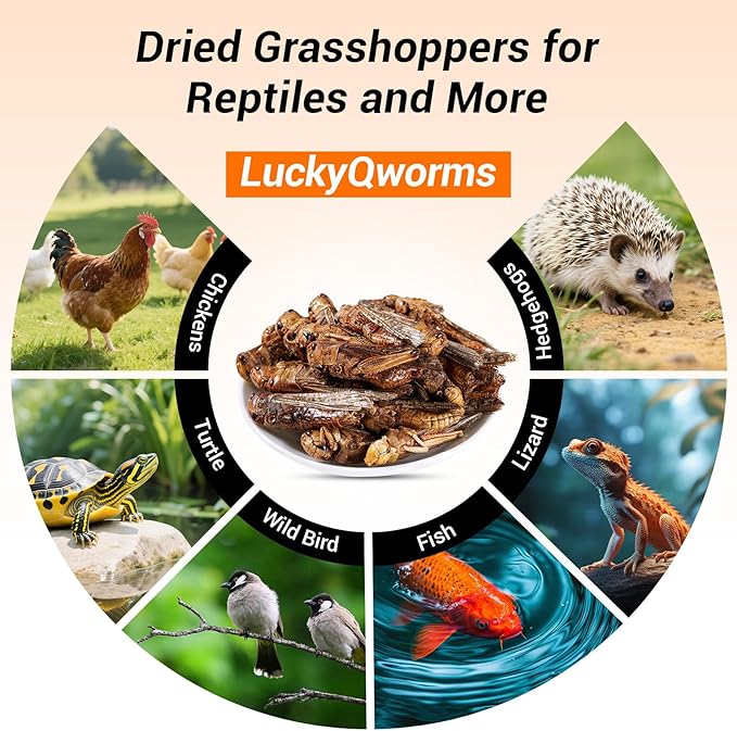 Freeze Dried Grasshoppers - High Protein Reptile & Bird Food, 1lb Resealable Bag for Bearded Dragons, Lizards, Hedgehogs | Natural, No Additives