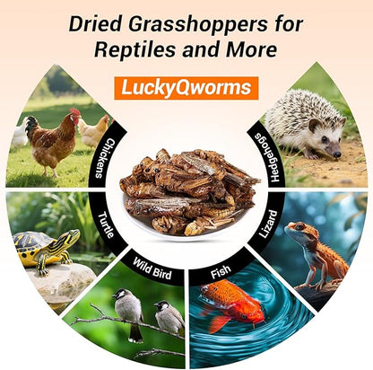 Freeze Dried Grasshoppers - High Protein Reptile & Bird Food, 1lb Resealable Bag for Bearded Dragons, Lizards, Hedgehogs | Natural, No Additives