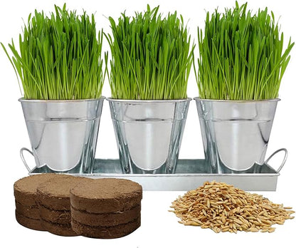 The Environet Organic Cat Grass for Indoor Cats, Organic Cat Grass Kit with Seeds Mix and Metal Iron Pots, Hairball Control, Digestion Support, Ideal Gift for Cat Lovers