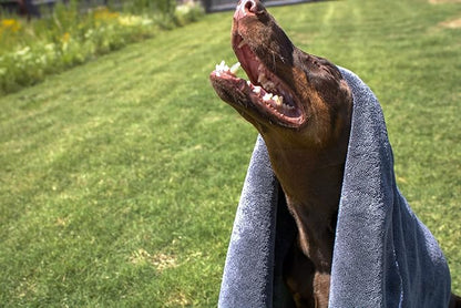 Devil Dog Premium Pet Drying Towel, Ultra-Soft, Highly Absorbent Microfiber Bath Towel for Dogs, Cats, and Other Animals - Gray, Small 16" x 24" 1200GSM 80% 20% Blend
