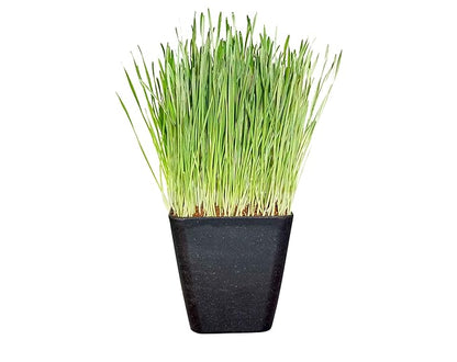 Non-GMO, Thunder Acres Premium Wheat Seed, Cat Grass Seed, Wheatgrass, Hard Red Winter Wheat (1 lbs.)