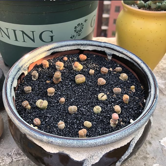 5 lbs Black AquariumSilica Sand. Decorative Aquarium Gravel Substrate for Fish Tank, Plants Potted, Fire Pits, Candle, Vase Filler and Crafts