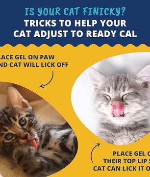 Under the Weather Pet | Ready Cal for Kitten | High Calorie Pet Nutritional Supplement for Weight Gain & Healthy Weight Maintenance | 10 Vitamins, 7 Minerals, Omega Fatty Acids & Carbohydrates | 80cc
