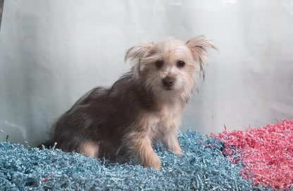 ECO BEDDING 99% Dust Free Paper Bedding for Small Pets and Birds, Blue, 3 lb (Expands to 60 L)