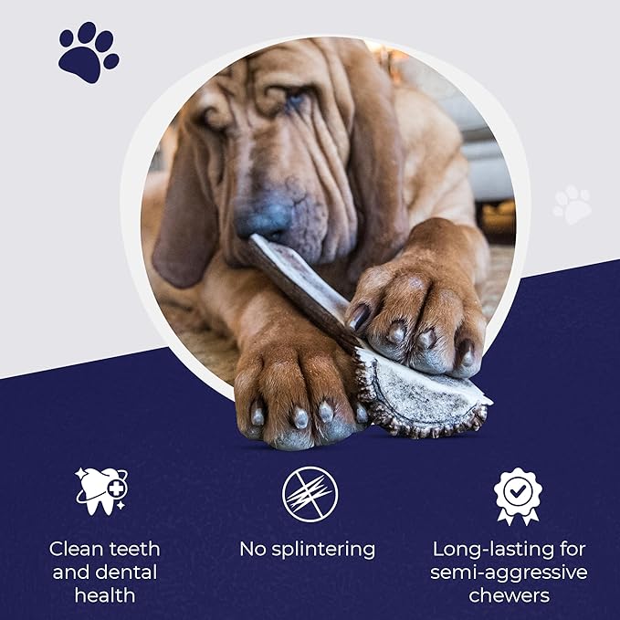 Devil Dog Pet Co. Split Elk Antlers for Dogs, Large 6"+, 1 Pack, Grade A Long Lasting Chew for Aggressive Chewers, Premium USA Naturally Shed Antler – Healthy, No Odor, Durable Dog Chew