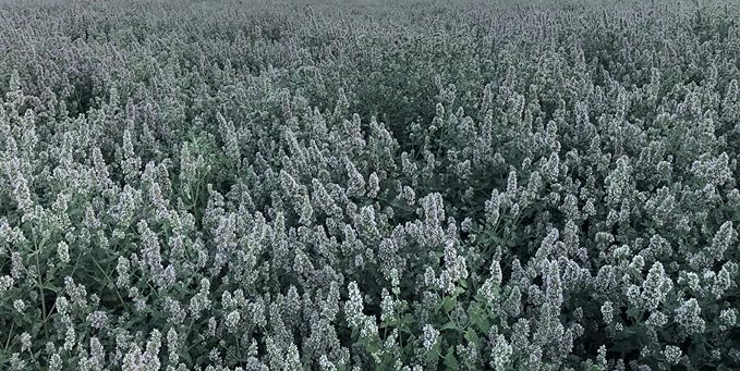 from The Field | Fine Ground Stalkless Catnip | Premium USA-Grown Catnip for Toys & Playtime | Fresh, Potent, Non-Toxic, Eco-Friendly | Safe for Kittens & Cats | Resealable 2 Oz Tub