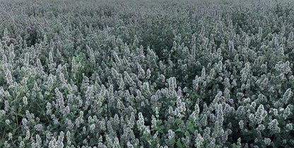 from The Field | Fine Ground Stalkless Catnip | Premium USA-Grown Catnip for Toys & Playtime | Fresh, Potent, Non-Toxic, Eco-Friendly | Safe for Kittens & Cats | Resealable 2 Oz Tub