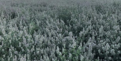 from The Field | Fine Ground Stalkless Catnip | Premium USA-Grown Catnip for Toys & Playtime | Fresh, Potent, Non-Toxic, Eco-Friendly | Safe for Kittens & Cats | Resealable 3.5 oz Tub