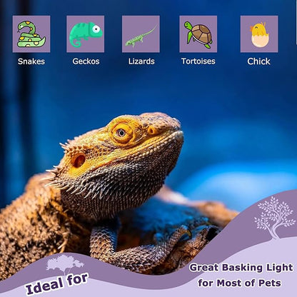 75W Reptile Night Light Bulb – Purple Basking Spot Lamp with Simulated Moonlight for Lizards, Chameleons, Snakes, Turtles, Amphibians – UVA Heat Light – 2-Pack (3.2" Diameter)
