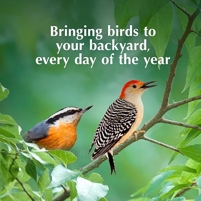 C&S Insect Suet Treat, Suet Cakes for Wild Birds, 11.75 Ounces, Pack of 8