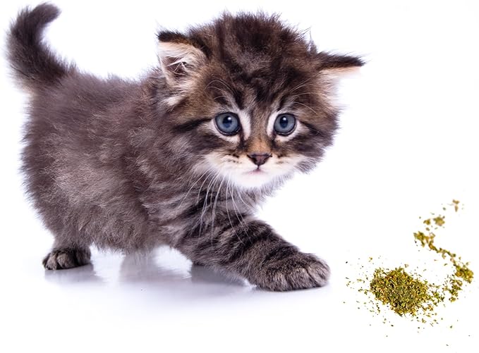 Purple Haze Catnip, Premium Blend Safe for Cats, Infused with Maximum Potency Your Kitty is Sure to Go Crazy for (1 Cup)