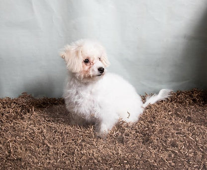 Eco Bedding 99% Dust-Free Paper Bedding for Small Pets & Birds, Eco Natural, 10L - Safe, Clean & Comfortable Nesting Material, Ammonia Blocker