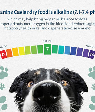 Canine Caviar - Open Sky: Duck & Teff Alkaline Dry Dog Food, Limited Ingredients, Gluten-Free, Based on Science & Research, Veterinary Alternative Diet (4.4 Pound Bag)