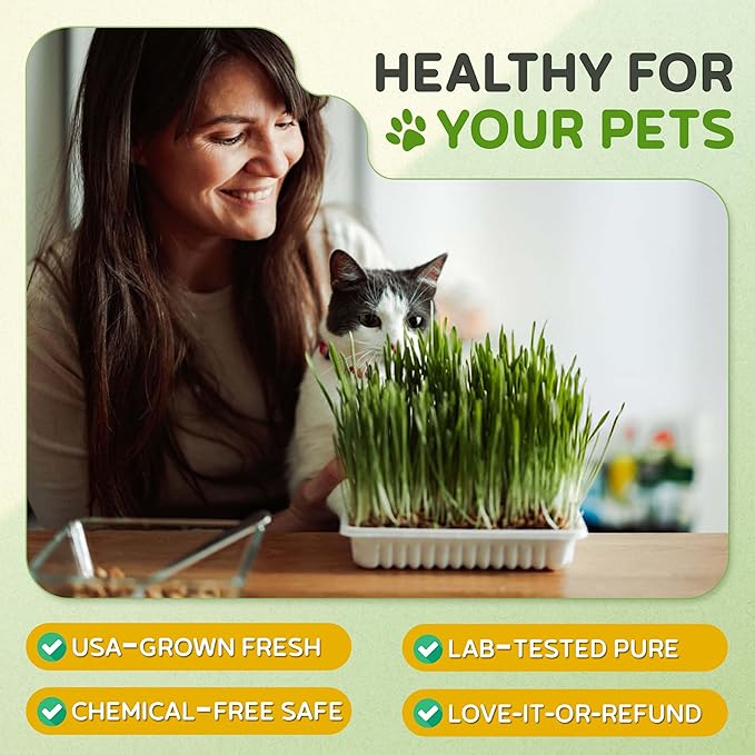 Todd's Seeds – Cat Grass for Indoor or Outdoor Cats, 1lb Wheatgrass – Premium, 100% Chemical Free (Better Than Organic) Non-GMO, Pet-Safe & Easy to Grow in 5-7 Days – No Special Equipment Needed.