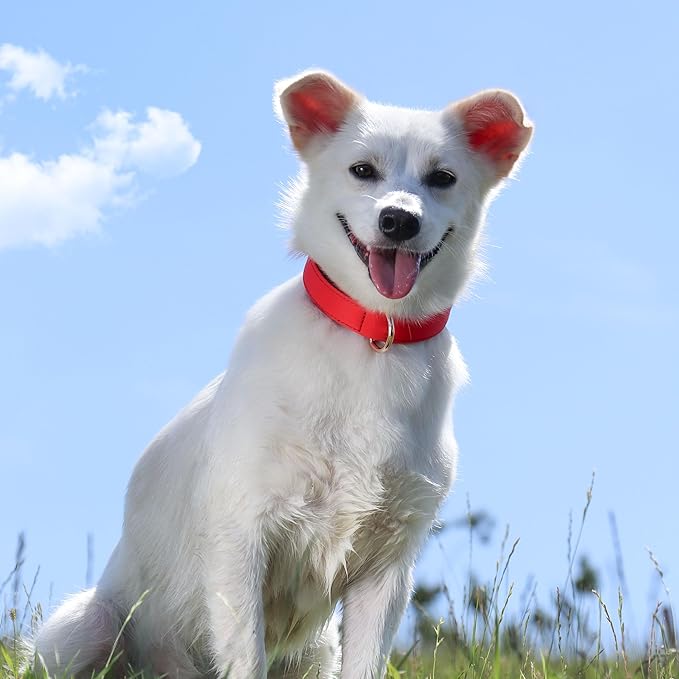 Didog Soft Padded Dog Collars for Small Dogs, Lightweight and Breathable Dog Collar with Metal Buckle for Puppy, Red, S