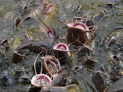 50 lbs Catfish Food 32% Protein 4% Fat - Lake, Pond, or Aquarium Fish