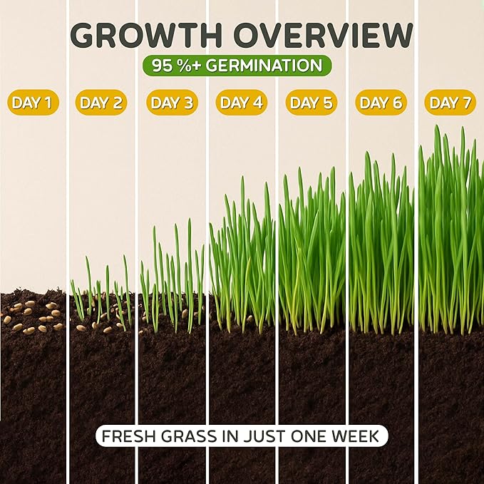 Todd's Seeds – Cat Grass for Indoor or Outdoor Cats, 1lb Wheatgrass – Premium, 100% Chemical Free (Better Than Organic) Non-GMO, Pet-Safe & Easy to Grow in 5-7 Days – No Special Equipment Needed.