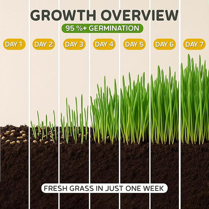 Todd's Seeds – Cat Grass for Indoor or Outdoor Cats, 1lb Wheatgrass – Premium, 100% Chemical Free (Better Than Organic) Non-GMO, Pet-Safe & Easy to Grow in 5-7 Days – No Special Equipment Needed.