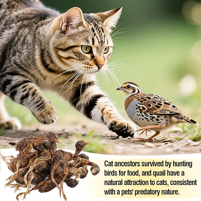 3.52oz/100g Freeze Dried Little Quail, Dogs Cats Treats with High Protein, Single Ingredient Pet Snacks, Healthy Tasty Dry Pet Food