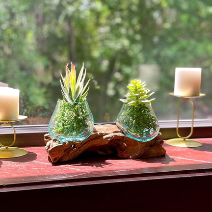 Double Molten Glass Bowl on Driftwood Base, Hand Blown Glass and Wood Centerpiece, Unique Rustic Table Decor, Dual Planter Terrarium, Natural Wood Art Glass Sculpture, 10.5 Inch Artisan Accent