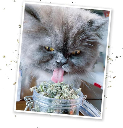 Meowijuana | Dried Catnip Buds Jar | Premium Organic Catnip | Grown in North America | Perfect for Cat Toys | Fresh Catnip for Extended Playtime | Elevate Your Cat's Enjoyment