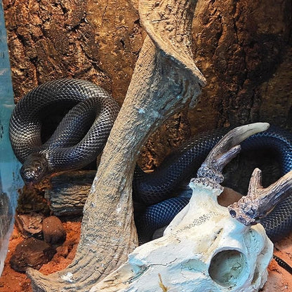 Gecko Tank Accessories Bearded Dragon Cage Accessory Reptile Climbing Decorative for Leopard Geckos,Bearded Dragons,Snakes,Fish 4inch