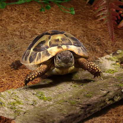 ZeeDix 10 Pcs Reptile Carpet, 12X12 inch Natural Coconut Fiber Liner Mat Flooring Accessories for Reptile Tank - Bearded Dragon Tortoise Lizard Turtle Snake Leopard Gecko Substrate Bedding