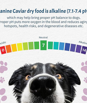 Canine Caviar - Leaping Spirit: Venison & Pearl Millet Alkaline Dry Dog Food, Limited Ingredients, Gluten-Free, Based on Science & Research, Veterinary Alternative Diet (11 Pound Bag)
