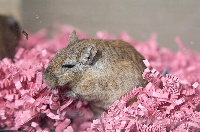 ECO BEDDING 99% Dust Free Paper Bedding for Small Pets and Birds, Pink, 3 lb (Expands to 60 L)