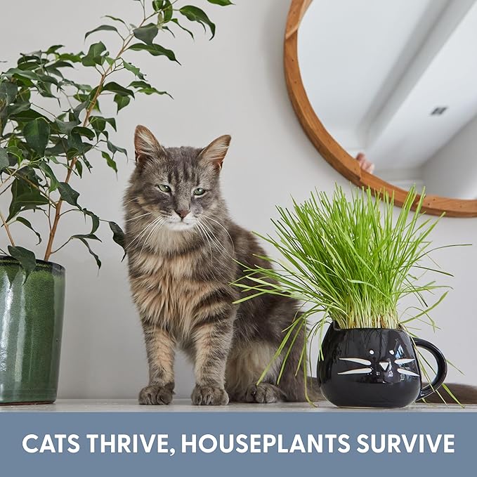 The Cat Ladies Cat Grass Growing Kit with Organic Cat Grass Seed Mix, Soil and Two Cat Grass Planters. Perfect Cat Gifts for Indoor Cats