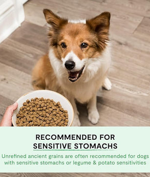 Open Farm, Ancient Grains Dry Dog Food, Protein-Rich & Nutrient Dense, 90% Animal Protein Mixed with Non-GMO Fruits, Veggies and Superfoods, Grass-Fed Beef Recipe, 11lb Bag