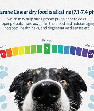 Canine Caviar - Special Needs: Trout & Whole Ground Oats, Alkaline Dry Dog Food, Limited Ingredients, Gluten-Free, Based on Science & Research, Veterinary Alternative Diet (11 Pound Bag)