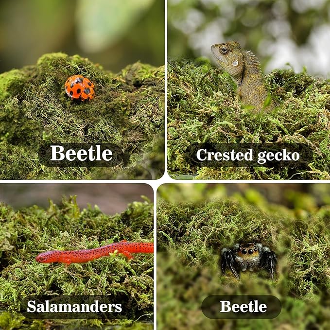 Sukh Sphagnum Moss for Reptiles - Terrarium Reptiles Moss Green Dried Peat Moss Habitat Bedding Moss for Snakes Turtle Frog Gecko and Other Reptiles Substrate (5, Ounces)