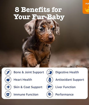 Zesty Paws Dog Multivitamin, Chewable Dog Vitamins and Supplements for Hip & Joints, Skin & Coat, Omega 3 Fish Oil for Dogs- Puppy Multivitamin - Chicken Puppy Bites- 90ct