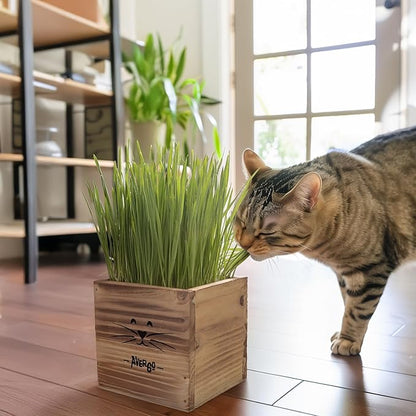 Cat Grass Kit for Indoor Cats – x2 Seed Packets | Cat Grass Seeds with Wooden Planter & Soil – Pet-Safe Wheatgrass Grass
