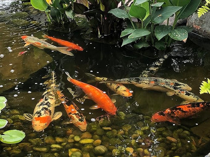 EasyPro PC5 Platinum Koi & Goldfish Food, 5 lb