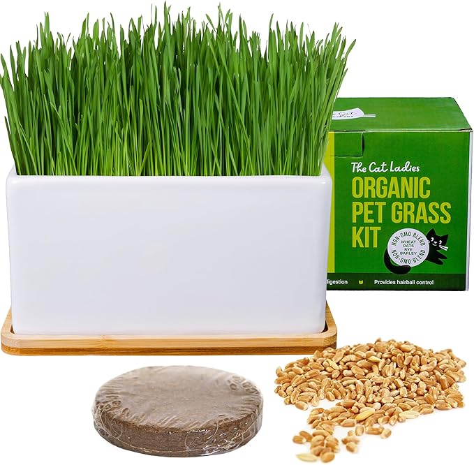 The Cat Ladies Organic Cat Grass Growing kit with Organic Seed Mix, Soil and Ceramic Planter with Bamboo Tray. Natural Hairball Control and Remedy for Cats