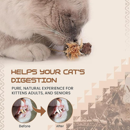 HUPA Catnip Silvervine Sticks | Anxiety Relief & Kitten Teeth Cleaning, Natural Silvervine with Raffia Grass for Healthy Teeth & Digestion | for Indoor Cats, All Ages & Breeds | 2 Sticks