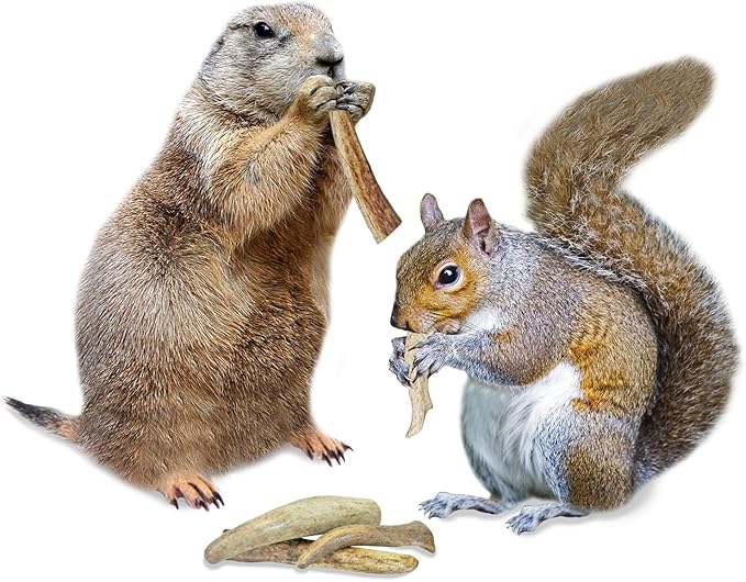 Exotic Nutrition Antler Chews - Safe Small Animal Chew - Natural Source of Healthy Minerals - Chinchilla, Hamster, Degu, Prairie Dog, Squirrel and Other Chewing Pets