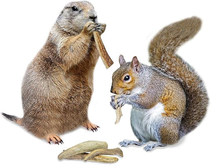 Exotic Nutrition Antler Chews - Safe Small Animal Chew - Natural Source of Healthy Minerals - Chinchilla, Hamster, Degu, Prairie Dog, Squirrel and Other Chewing Pets