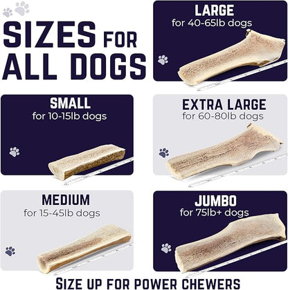 Devil Dog Pet Co. Split Elk Antlers for Dogs, Medium 5"+, 1 Pack, Grade A Long Lasting Chew for Aggressive Chewers, Premium USA Naturally Shed Antler – Healthy, No Odor, Durable Dog Chew
