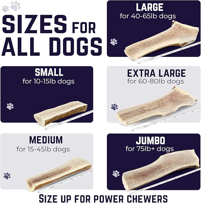 Devil Dog Pet Co. Split Elk Antlers for Dogs, Large 6"+, 1 Pack, Grade A Long Lasting Chew for Aggressive Chewers, Premium USA Naturally Shed Antler – Healthy, No Odor, Durable Dog Chew