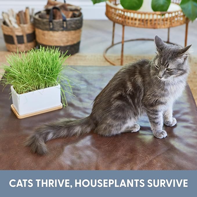 The Cat Ladies Organic Cat Grass Growing kit with Organic Seed Mix, Soil and Ceramic Planter with Bamboo Tray. Natural Hairball Control and Remedy for Cats