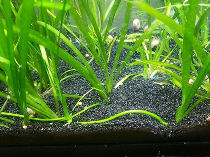 TheFrogHouse Black Aquarium Sand Substrate (25lbs)