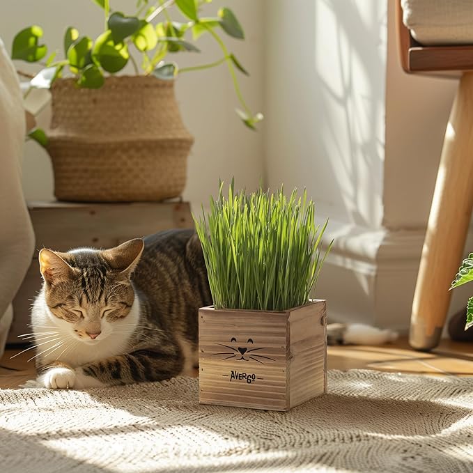 Cat Grass Kit for Indoor Cats – x2 Seed Packets | Cat Grass Seeds with Wooden Planter & Soil – Pet-Safe Wheatgrass Grass