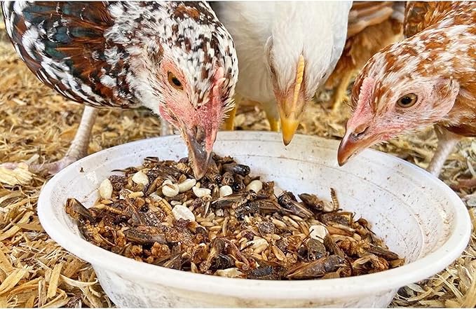 1.5 Pound Dried Crickets - High Protein Insect Treat - Chickens, Wild Birds, Hedgehogs, Bluebirds, Reptiles, Sugar Gliders, Opossums, Skunks, Lizards, Bearded Dragons, Fish, Turtles 8 oz. (3 Pack)